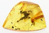 Fossil Handsome Fungus Beetle (Symbiotes) in Baltic Amber #310823-1